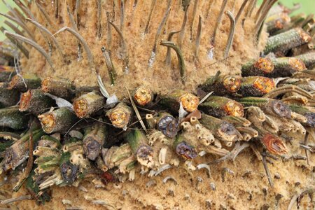 Nature gardening tree planting photo