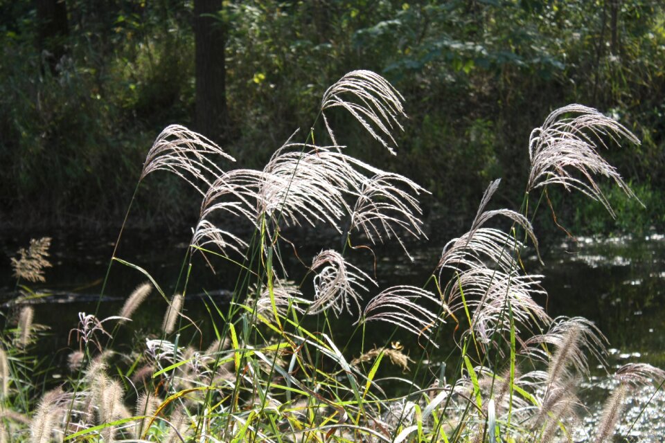 Grass the inverse light