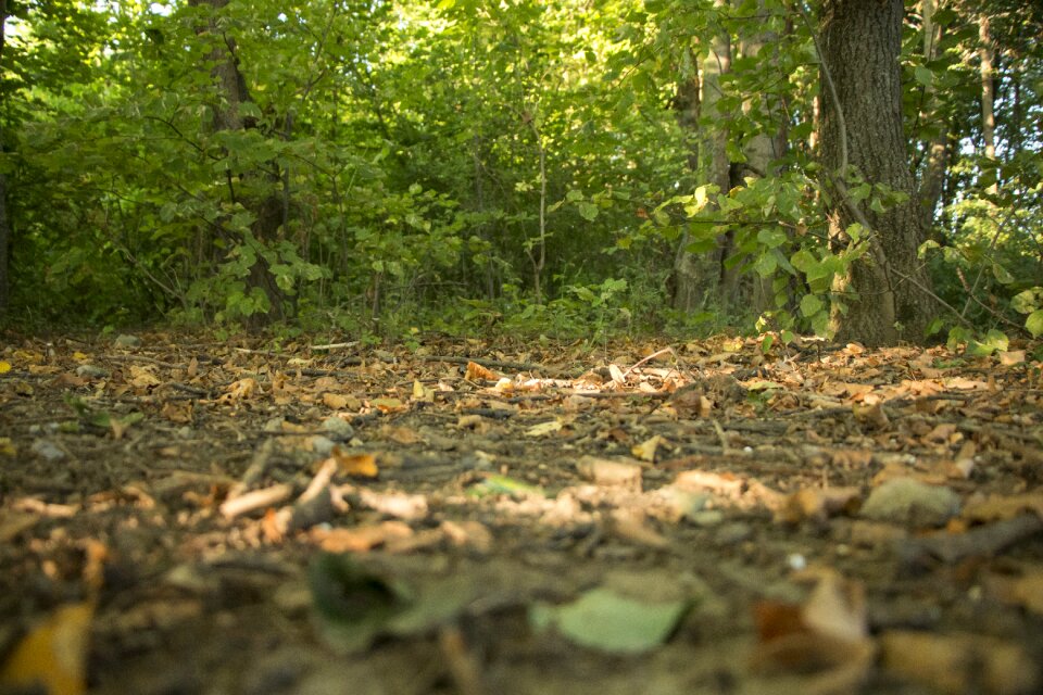 Country green foliage