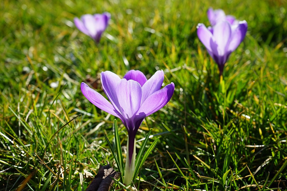 Spring frühlingsblüher violet