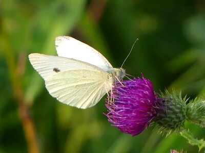 Butterflies thistle insect photo