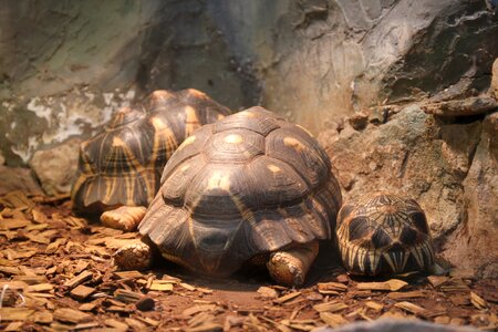 Animals undersea world shell photo