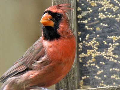 Red bird wildlife photo
