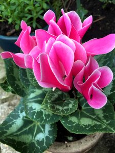 Pot plant garden