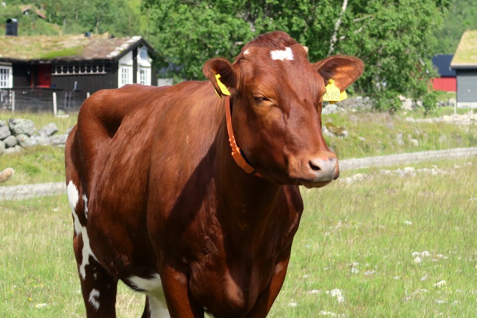 Cow the nature of the environment