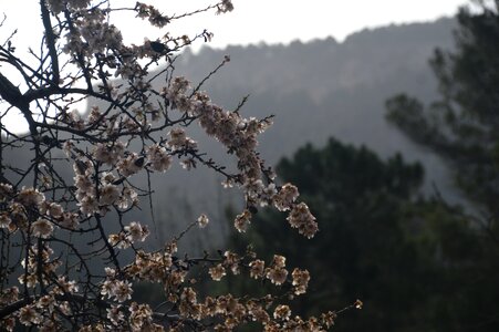 Waterfall almond tree jklm photo