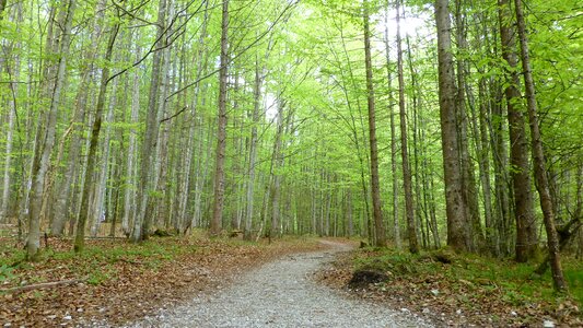 Nature trees green