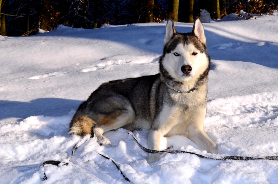 Animal snow winter