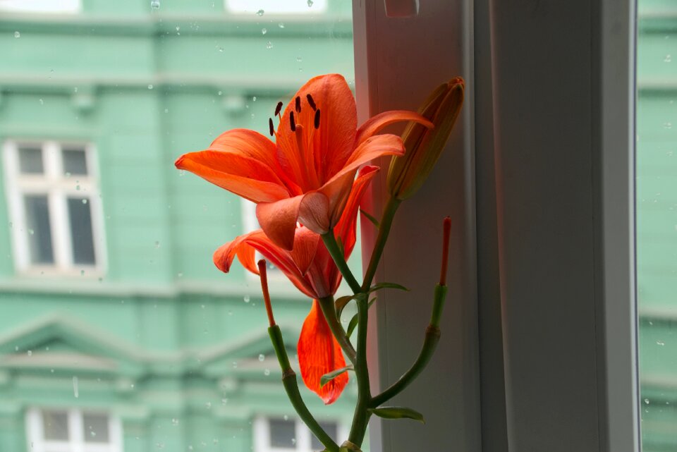 Glass kamienica lily