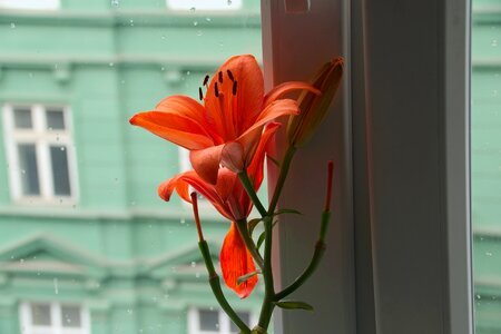 Glass kamienica lily