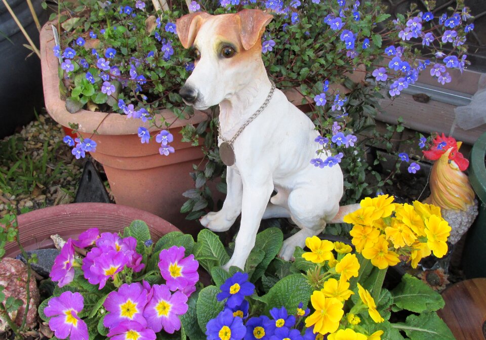 Garden pot plants nature