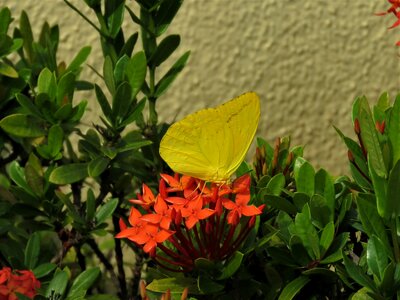 Butterfly yellow