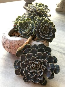 Plant succulent pot photo