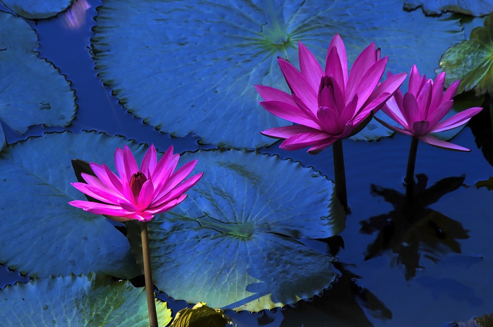 Aquatic floral exotic