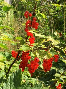 Berries red currants