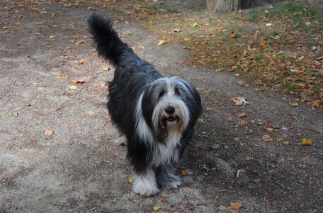 Canine domestic animal cute