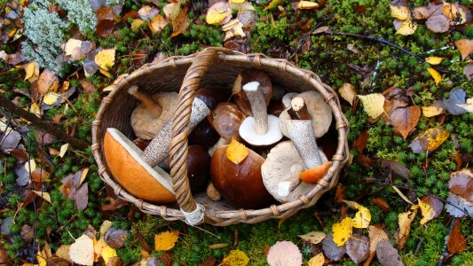 Autumn forest harvest
