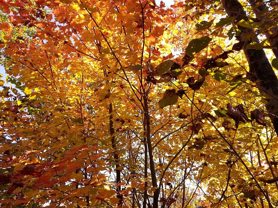 Colour colorful season