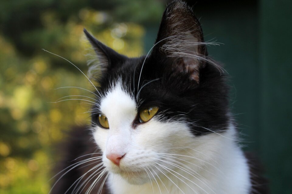 Yellow eyes domestic cat calm cat