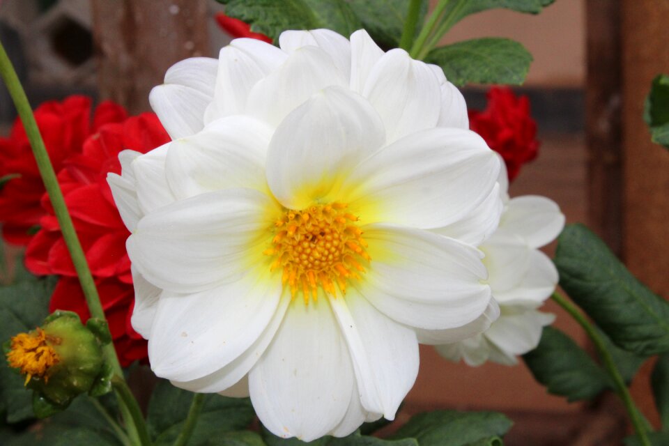 Rose love floral