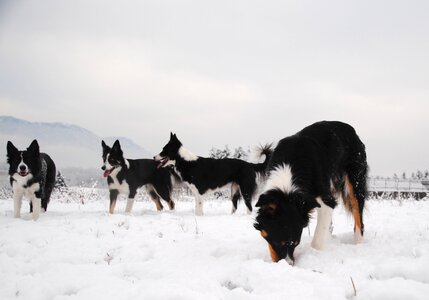 Dogs snow winter