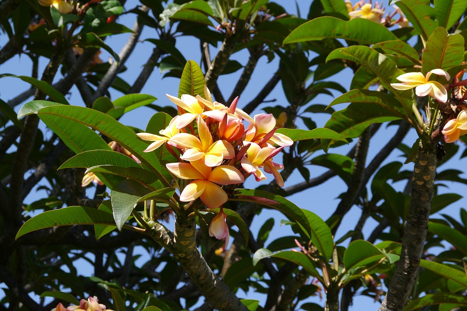 Yellow frangipani plumeria