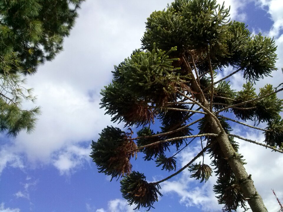 Araucarias fields jordan