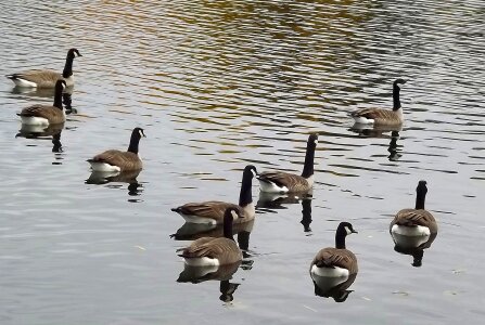 Goose canadian lake photo