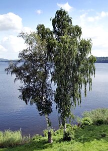 Lake nature konary