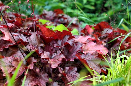 Plant autumn colours emerge