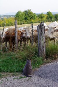 Field animals cow