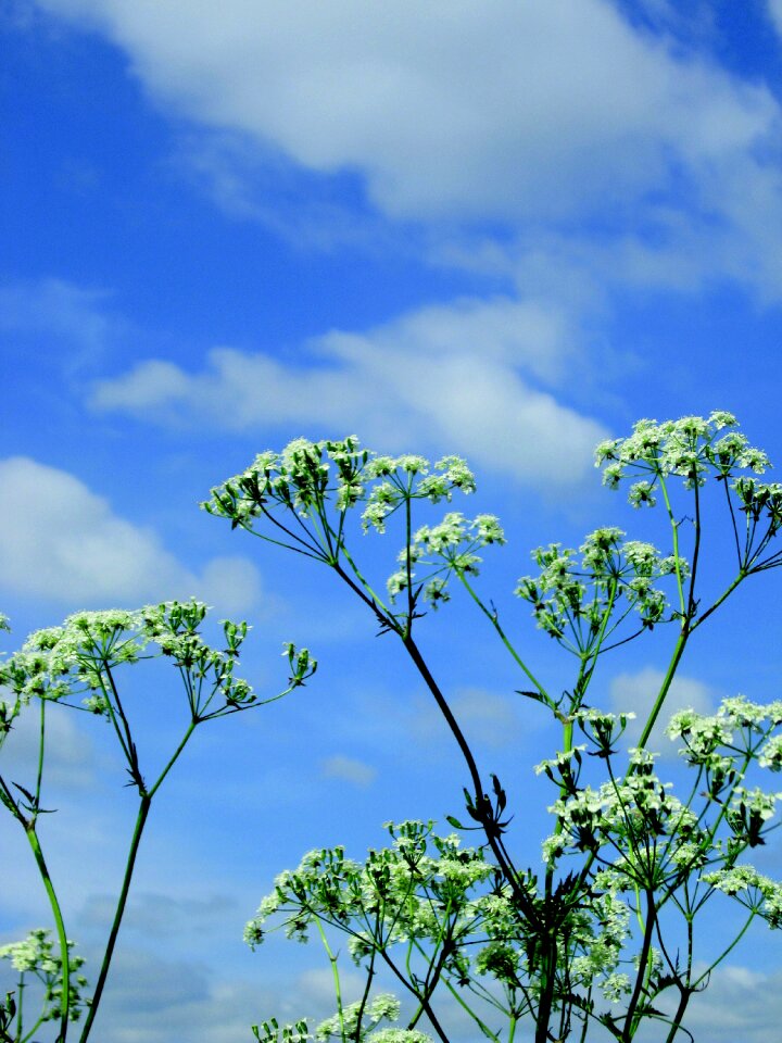 Plants nature flutes herb