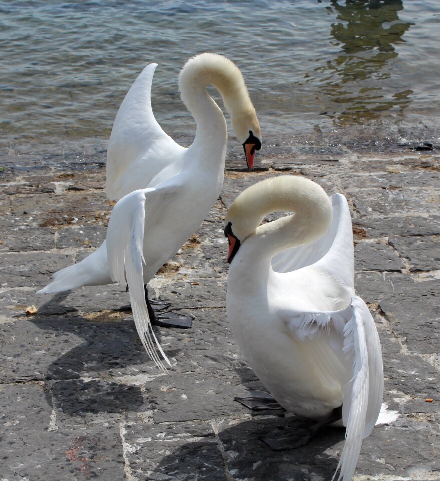 Couple animal white