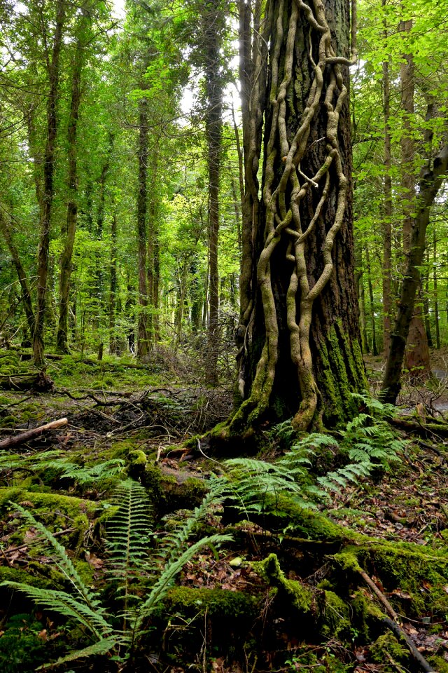 Forest tree nature