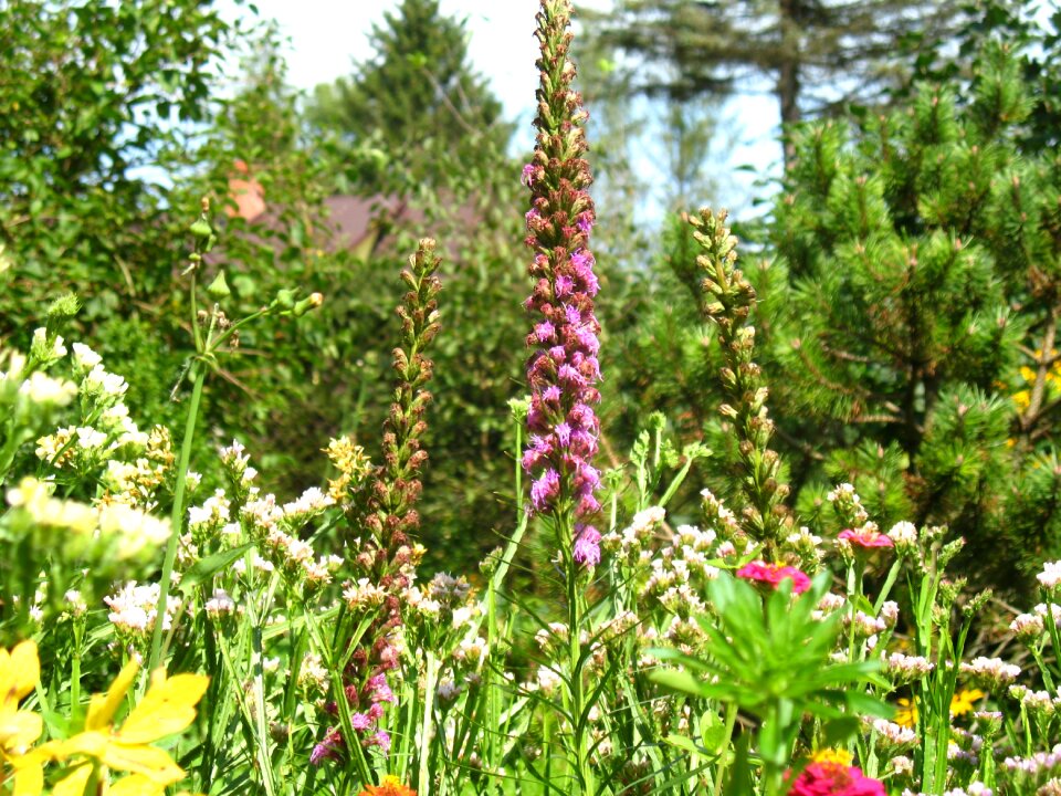 A garden plant flower summer phlox photo