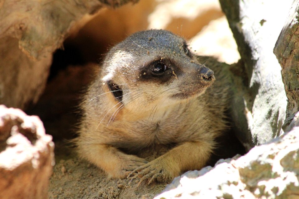 Zoo wild mammal