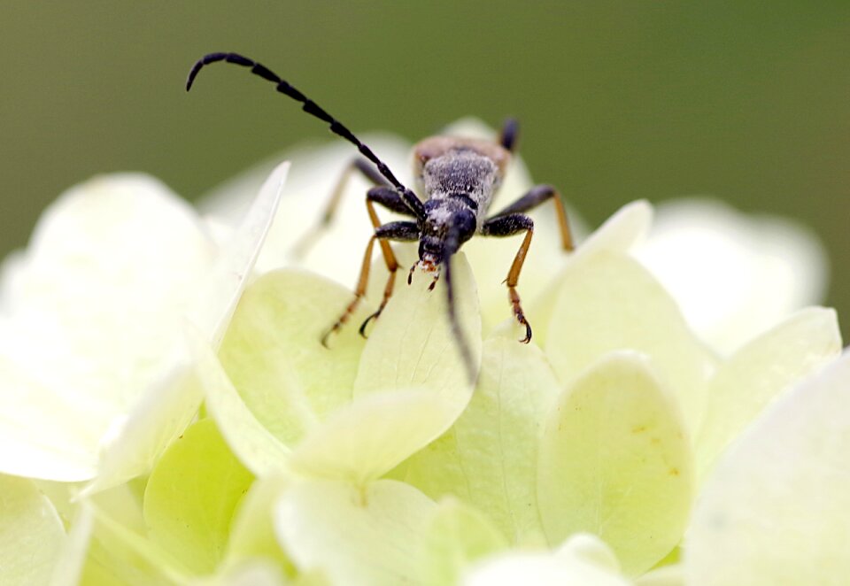 Pest wood herbivores