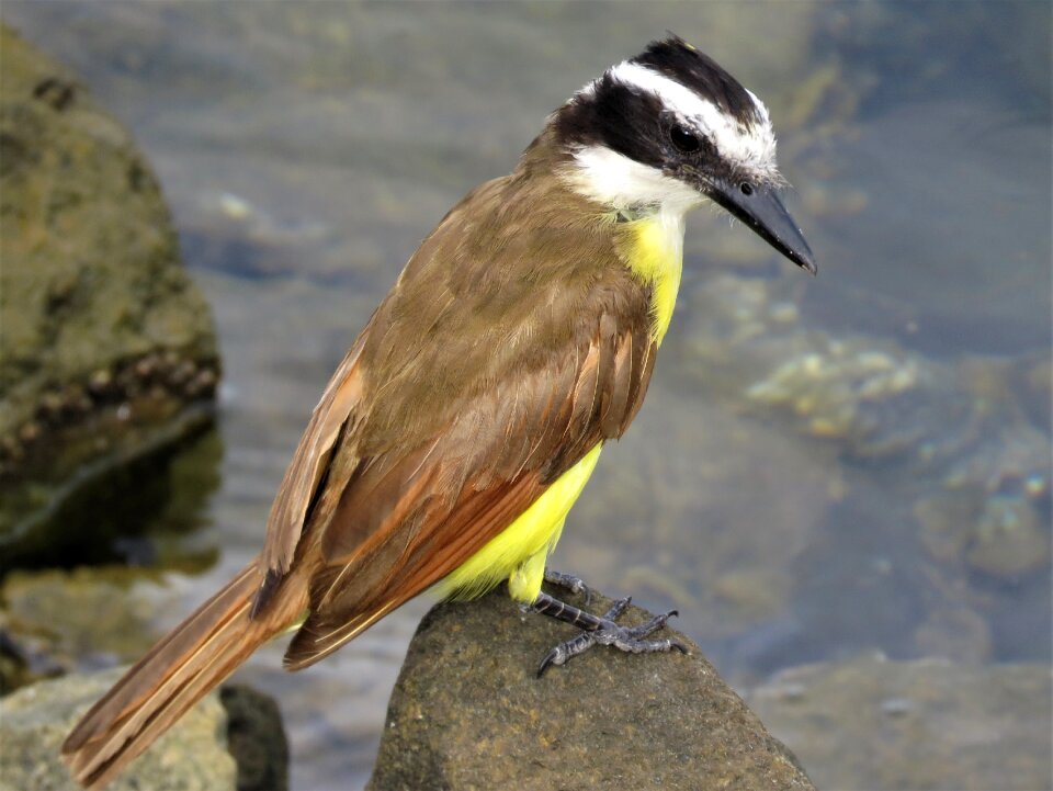 Birding bird by water