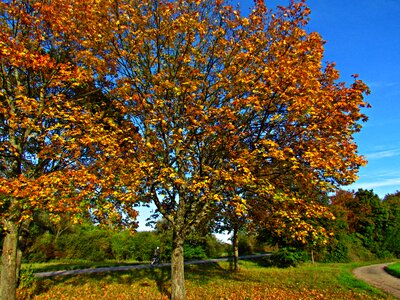 Nature tree foliage