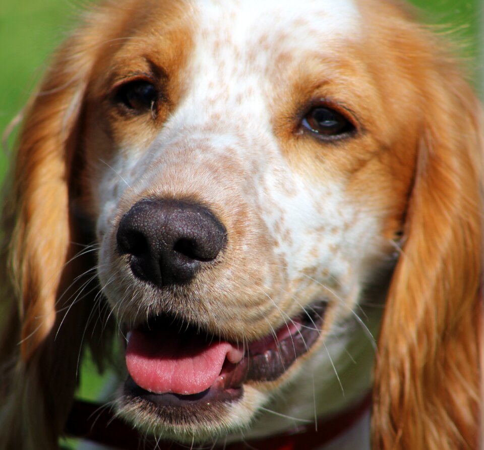 Mongrel animal