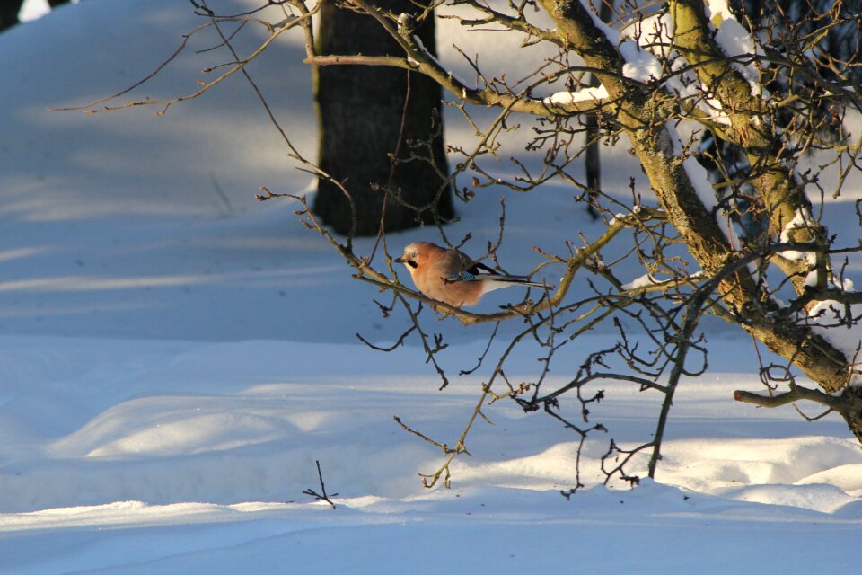 Jay winter snow