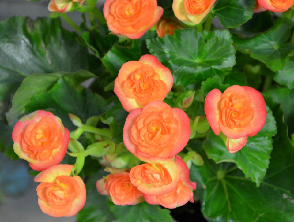 Floral composition green foliage nature