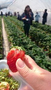 Strawberry picking spring vinyl house