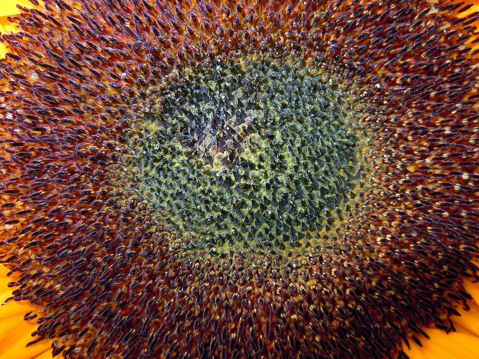 Macro blossom bloom