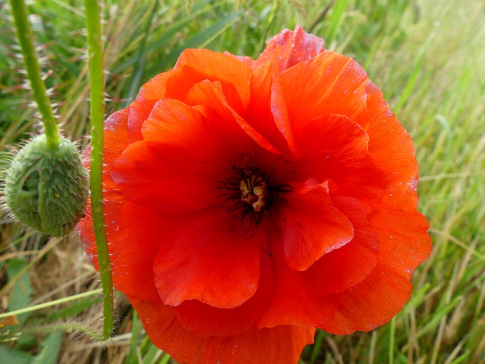 Plant flowers poppy