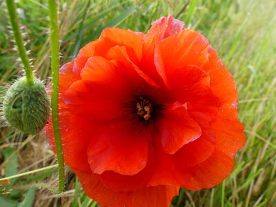 Plant flowers poppy