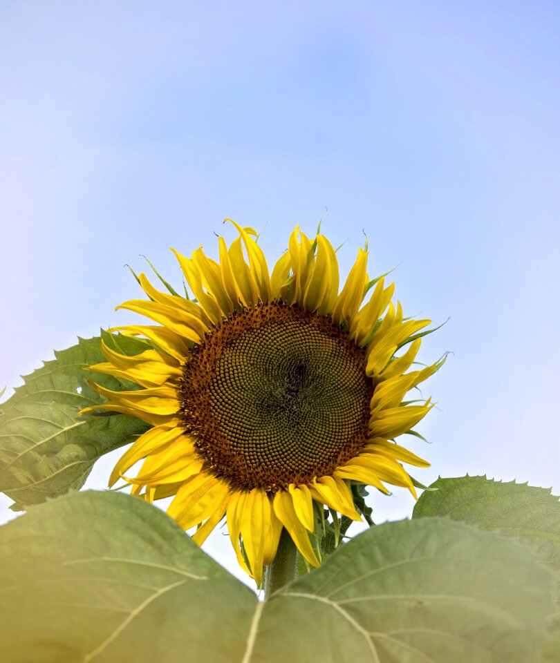Nature petals sky