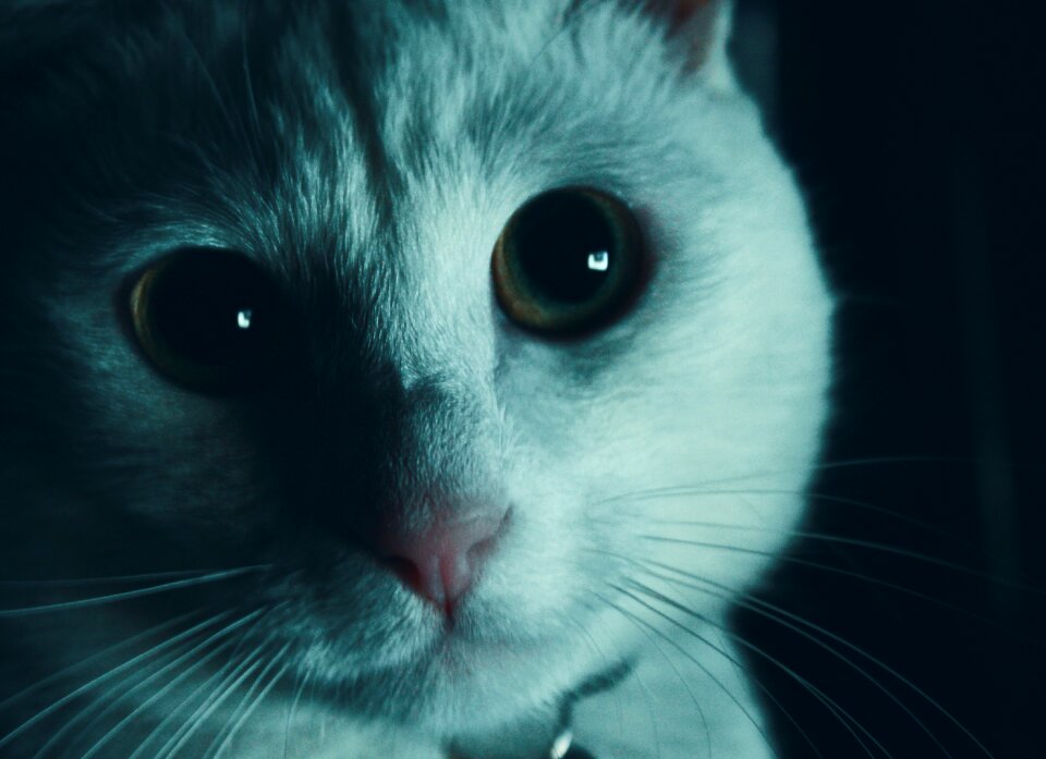 Animal kitten cute