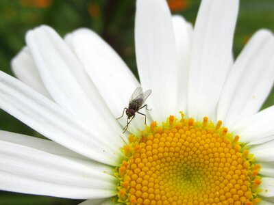 Nature cleaning pollen