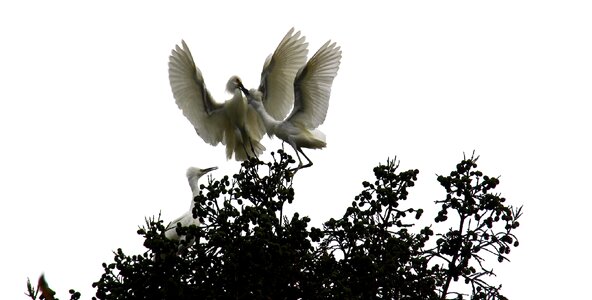 White wildlife nature photo